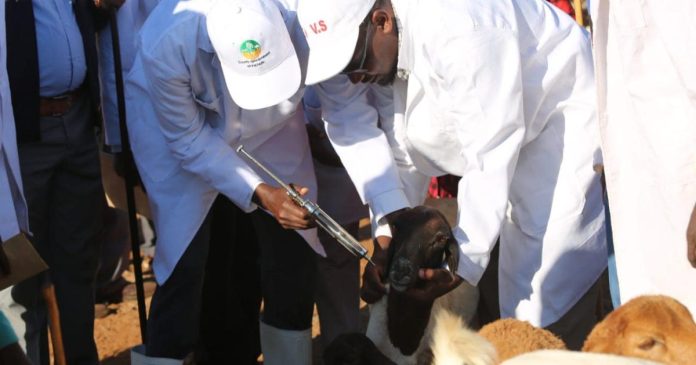 Kajiado Vets