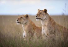 Lionesses on the loose, Rongai residents advised to be on the look out