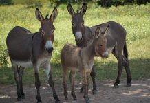 Kajiado County orders immediate halt to donkey slaughter and movement